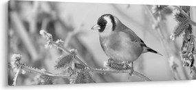 Kép - Egy madár télen (120x50 cm)