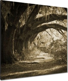 Vászonkép 90x90 Tölgyek a Szépia parkban