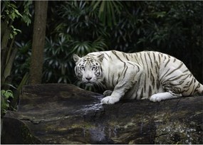 Kép - albínó tigris (üvegen) (70x50 cm)