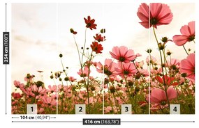 Fotótapéta Cosmos virágok 104x70 cm
