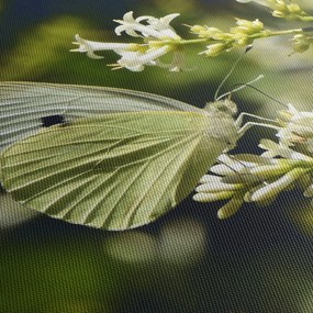 Pillangó képe (150x105 cm)