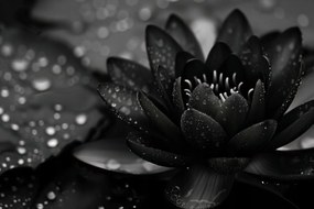 Poszter 91,5x61cm Lótusz fekete