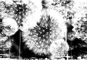 Fotótapéta pitypangok a sötétben kontraszt finomság 250x175 +ragasztó