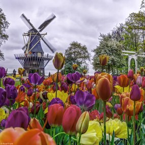 Poszter 20x20cm Színes tulipánok a kertben Keukenhof, Assaf Frank