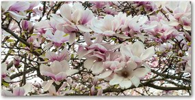 Fotótapéta üvegfalra Magnólia virágok 140x70