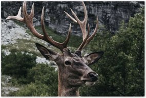 Poszterek 120x80 Szarvas felszarvazott