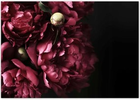 Poszterek 100x70 Gyönyörű lila bazsarózsa