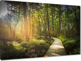 Vászonkép 90x60 Napsugár a sétán