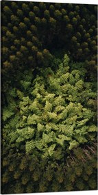 Vászonkép Természet Fák a madár repüléséből Légi felvétel az erdőről 60x120