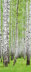 Flizelin fotótapéta Nyírfa liget erdei csend természet 91x211 +ragasztó