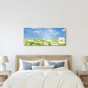 A virágzó rét százszorszépekkel képe (120x50 cm)