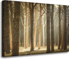 Vászonkép Fák Fény Természet Erdő 70x50 cm Ideális ajándék