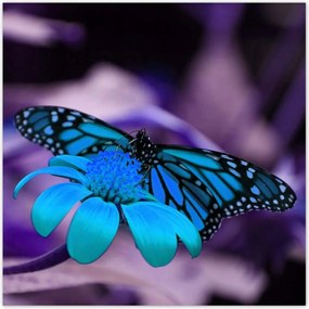 Poszterek 140x140 Kék pillangó