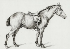 Flizelin fotótapéta Flizelin Design Ló vázlat 312x219 Ragasztó