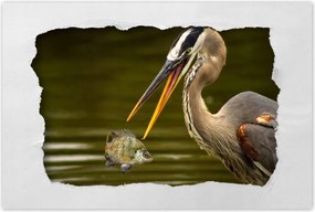 Poszterek 120x80 Kalapos madár Tájkép Kilátás