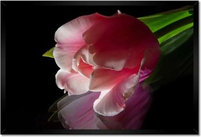 Poszter keretben 60x40 Rózsaszín tulipán virág