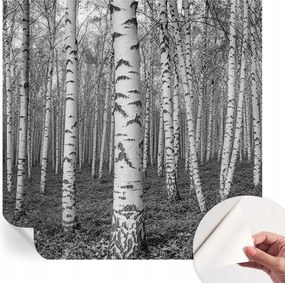 Fotótapéta Fali tapéta Hálószobába és Nappaliba Nyírerdő 250x250 cm