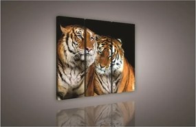 Tigrisek, 3 darabos vászonkép, 90x80 cm méretben