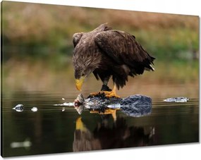 Vászonkép 100x70 Madarak