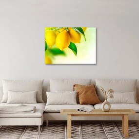 A citrom képe (70x50 cm)