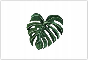 Poszterek 185x125 Monstera deliciosa Levél