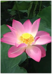 Poszterek 70x100 Lótusz Lótuszvirág