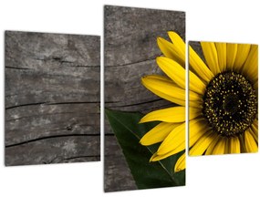 Kép - Napraforgó virága (90x60 cm)