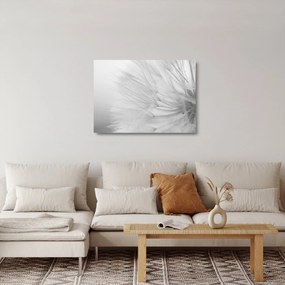 Üveg kép - Pitypang (70x50 cm)