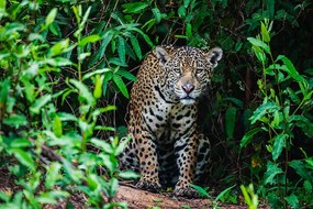 Fotográfia A wild jaguar hunting in the, Jami Tarris