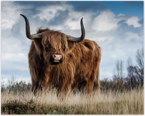 Poszterek 50x40 Skót felföldi tehén szarv