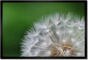 Poszterek keretben 60x40 Pitypang Virág Virágok