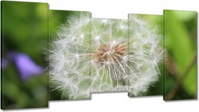 Vászonkép 150x80 Pitypang Virág Virágok