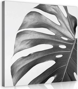 Vászonkép 40x40 Monstera levél botanika természet minimalizmus fekete fehér árnyék