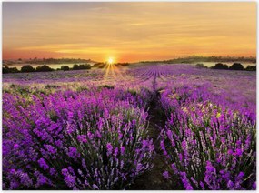 Poszterek 135x100 Levendula naplemente