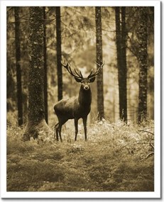 Poszterek keretben 40x50 Szarvas a szépia erdőben