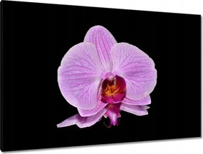 Vászonkép 120x80 Lila orchidea