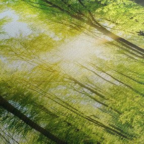 Kép - Hajnal az erdőben (150x105 cm)