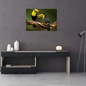 Ülő tukánok képe, Costa Rica (70x50 cm)