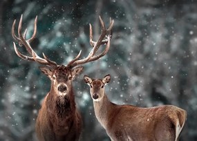 Őz Szarvas poszter B1 100x70cm kép #153