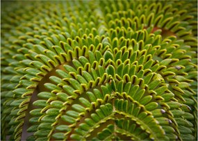 Kép - Fern (70x50 cm)