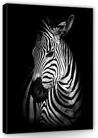 Vászonkép, Zebra, 75x100 cm méretben