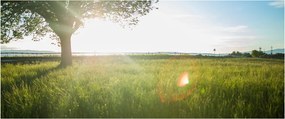 Egy fa képe a mezőn (120x50 cm)