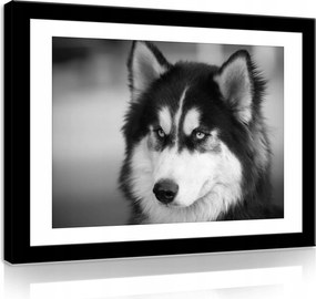 Vászonkép 80x60 Husky kutya portré fekete-fehér állat szőrme tekintet