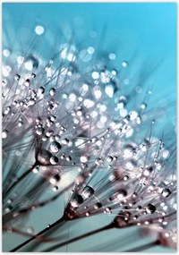 Poszterek 70x100 Harmatcseppek Pitypang