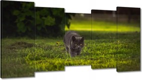 Képek 150x80 Cica Cicák