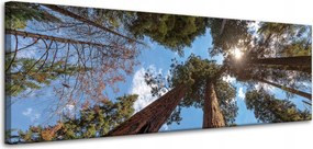 Vászonkép Magas fák Ég Természet Nap 120x40 cm