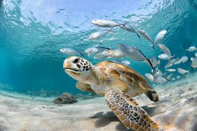 Fotográfia Turtle closeup with school of fish, LFPuntel