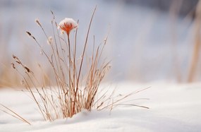 Poszter 86,4x56,8cm Tél a részletekben