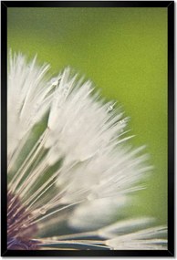 Poszterek keretben 40x60 Pitypang Virág Virágok