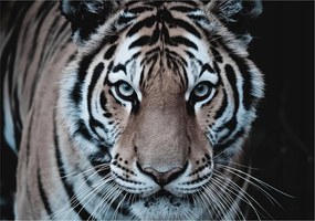 Divatos Flizelin tapéta 3D fali ragasztóval Tigris portré 312x219 Ragasztó